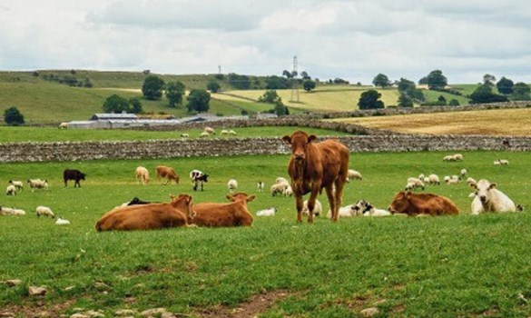 Grassy field with beef and sheep.